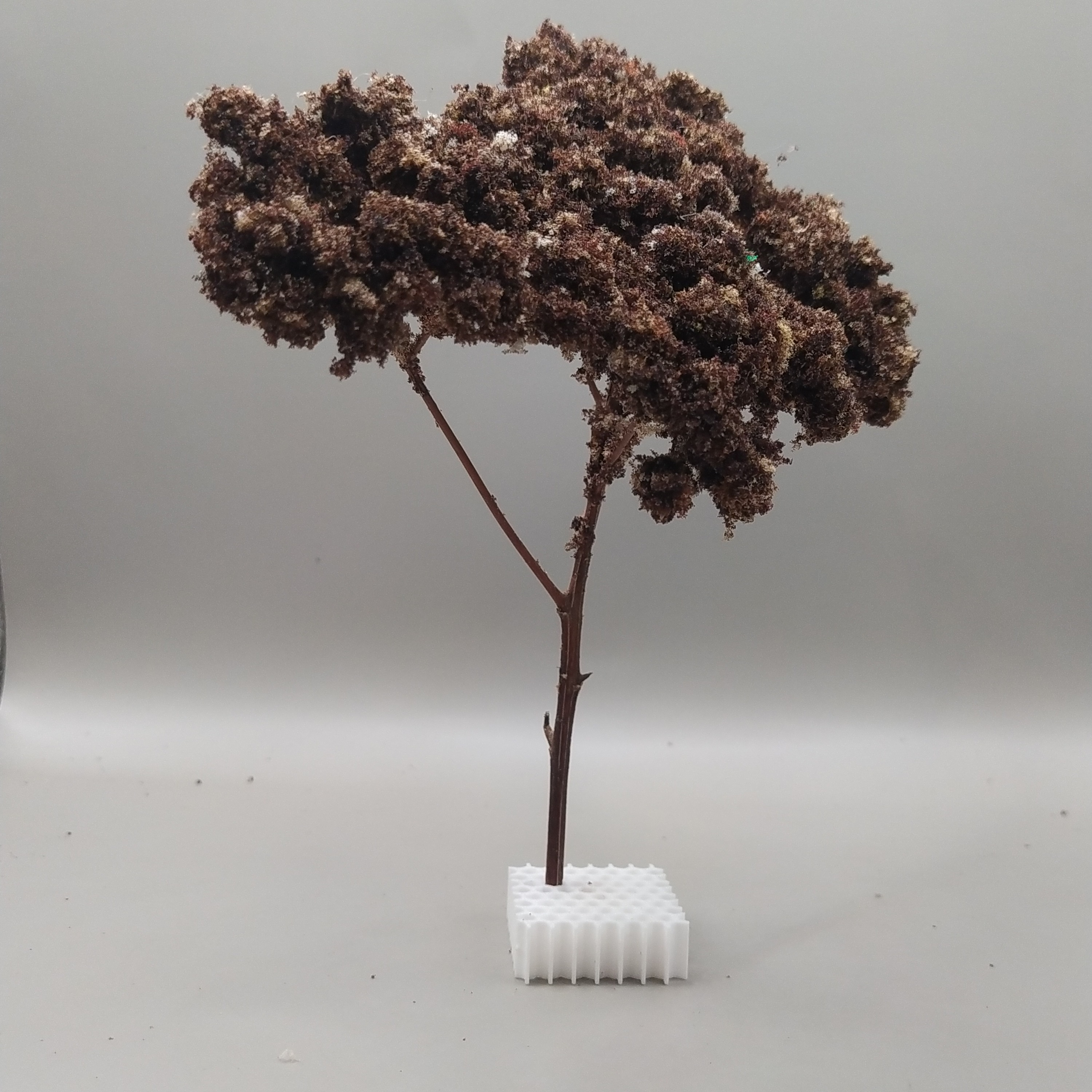 Arbol Bola